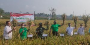 Kapolsek Kutasari Ikuti Panen Raya di Desa Karangreja