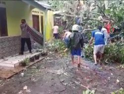 Hujan Angin di Kejobong, Tiga Pohon Tumbang Timpa Rumah dan Tutup Jalan