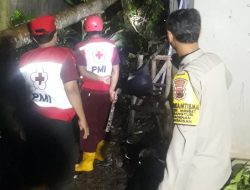 Hujan Deras Disertai Angin, Tiga Pohon Tumbang Timpa Rumah di Mrebet