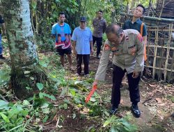 Penderes Nira di Kutasari PurbaIingga Tewas Jatuh dari Pohon Kelapa