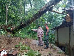 Hujan Angin di Rembang, Satu Pohon Tumbang Timpa Rumah