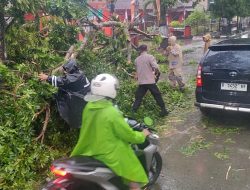 Polisi Evakuasi Pohon Tumbang Menutup Jalan di Kalimanah