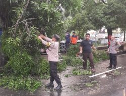 Polsek Purbalingga Evakuasi Pohon Tumbang di Jalan Wiramenggala