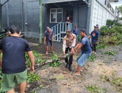 Hujan Deras Sebabkan Pohon Tumbang di Padamara, Polisi Bantu Evakuasi