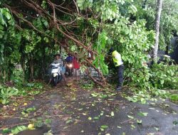 Polsek Kutasari Bantu Evakuasi Pohon Tumbang Akibat Hujan Angin