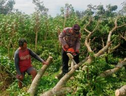 Angin Kencang Melanda Bobotsari, Polisi Bantu Evakuasi Pohon Tumbang