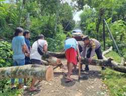 Polisi Bantu Evakuasi Pohon Tumbang Timpa Jaringan Listrik dan Internet di Pengadegan