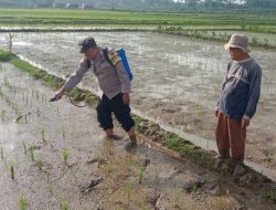 Bhabinkamtibmas Polsek Bukateja Ikuti Pengendalian Hama Wereng di Desa Kedungjati