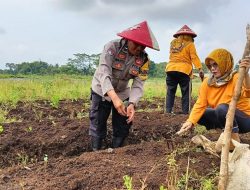 Bhabinkamtibmas Polsek Kalimanah Gandeng Kelompok Tani Wanita, Tanami Lahan Kosong