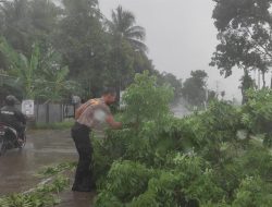 Respon Cepat, Polsek Bukateja Evakuasi Pohon Tumbang