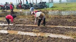 Bhabinkamtibmas Polsek Kalimanah Bersama Kelompok Tani Tanam Sayuran