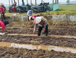 Bhabinkamtibmas Polsek Kalimanah Bersama Kelompok Tani Tanam Sayuran