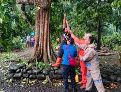 Hujan Lebat Disertai Angin, Rumah Warga Patemon Tertimpa Pohon