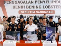 Bareskrim Polri : Gagalkan Penyelundupan 151 Ribu Benih Lobster di Perairan Bintan