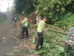 TNI-Polri di Kutasari Bersinergi Evakuasi Rumpun Bambu Longsor Menutup Jalan