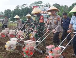 Polres Purbalingga Dukung Program Polri Tanam Jagung Serentak 1 Juta Hektare