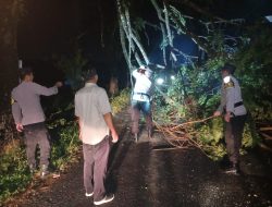 Pohon Tumbang di Kalimanah, Polisi dan Warga Lakukan Evakuasi