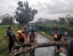 Hujan Disertai Angin Lima Pohon Tumbang di Mrebet