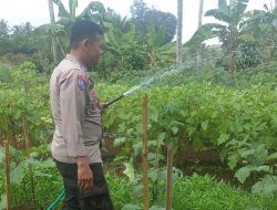 Bhabinkamtibmas Polsek Kaligondang Dukung Kelompok Tani Rawat Tanaman Pangan