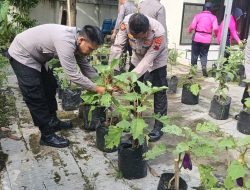 Polsek Kalimanah Panen Terong dari Pekarangan Pangan Bergizi, Dibagikan untuk Warga