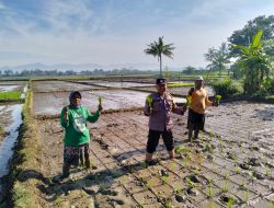 Dukung Ketahanan Pangan, Bhabinkamtibmas Polsek Bukateja Ikut Tanam Padi