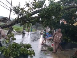 Polsek Padamara Bantu Evakuasi Pohon Tumbang di Dua Lokasi