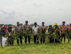 Polsek Bobotsari Ikut Panen Perdana Kacang Tanah di Desa Talagening