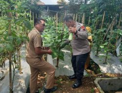 Panen Sayuran, Polsek Kutasari dan Bhayangkari Bagikan ke Warga