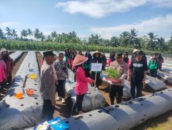 Polsek Mrebet Bersama KWT Manfaatkan Lahan untuk Tanam Cabai dan Jagung