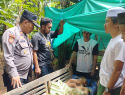Penderes Nira di Kaligondang Meninggal Dunia Jatuh dari Pohon Kelapa