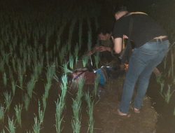 Pria di Mrebet Ditemukan Meninggal di Sawah, Polisi Lakukan Pemeriksaan
