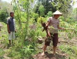 Aipda Januri Sulap Lahan Kosong Jadi Sumber Pangan Melalui Budidaya Singkong