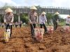 Polres Purbalingga Gelar Tanam Jagung Serentak dan Gerakan Pangan Murah di Kaligondang
