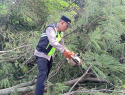 Pohon Tumbang Timpa Sekolah, Polsek Bobotsari Langsung Tanggap