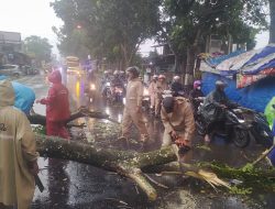 Respons Cepat Polsek Kalimanah Tangani Pohon Tumbang Akibat Hujan Angin