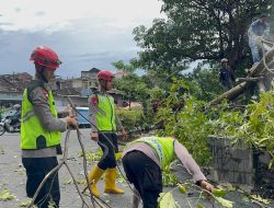 Gerak Cepat Brimob Simongan Evakuasi Pohon Tumbang, Akses Jalan Kembali Aman
